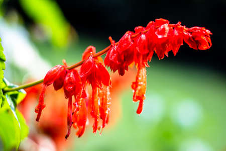 Red flowers in the garden. Beautiful red Lobelia cardinalis in the garden, Lobelia flowers ( L....