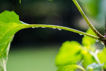 water drops on the plant after the rain, close up of water drop on leaf in fresh natural.の写真素材