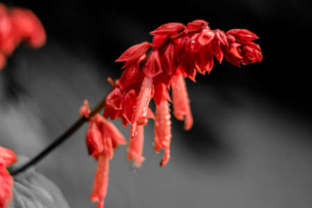 Red flowers in the garden. Beautiful red Lobelia cardinalis in the garden, Lobelia flowers ( L. Cardinalis ) in bloomの写真素材