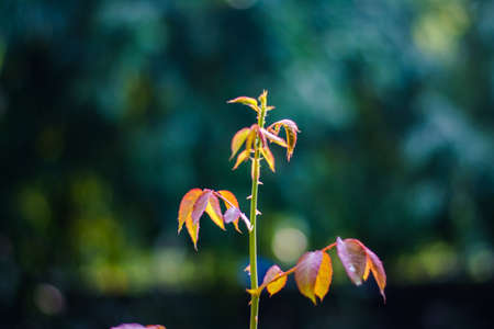Young branch of rose with green leaf.  green leaf of rose bush. Shiny and succulent leaves green...