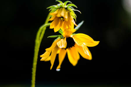 Flower of sunflower,  closeup. Seeds and oil.の写真素材