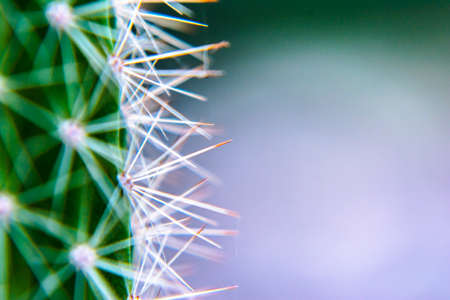 Macro closeup to the spines of a cactus with selective focus. Cactus with long red pointed spines with selective focus. copy space.の写真素材