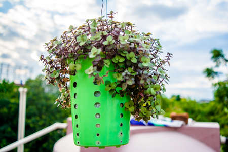 hanging flower pot of plastic, with some phulwari in it, isolated, copy space. A hanging garden. Old pan stand converted in to flowerpotの写真素材