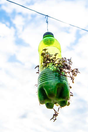 hanging flower pot of plastic bottle, with some phulwari in it, isolated, copy space. A hanging garden.の写真素材
