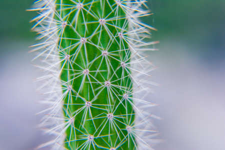Macro closeup to the spines of a cactus with selective focus. Cactus with long red pointed spines with selective focus. copy space.の写真素材