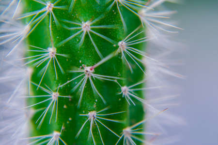 Macro closeup to the spines of a cactus with selective focus. Cactus with long red pointed spines with selective focus. copy space.の写真素材