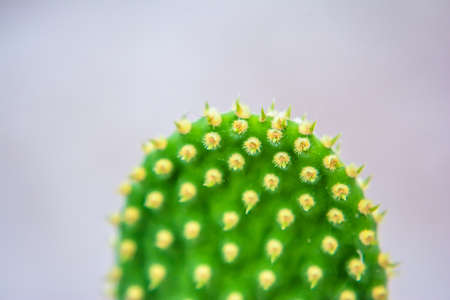 Macro closeup to the spines of a cactus with selective focus. Cactus with long red pointed spines with selective focus. copy space.の写真素材