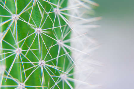 Macro closeup to the spines of a cactus with selective focus. Cactus with long red pointed spines with selective focus. copy space.の写真素材