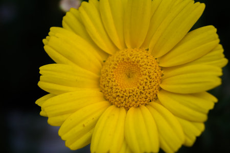Yellow Mexican sunflower weed (Tithonia diversifolia). Flower of yellow petals with selective focus.の写真素材