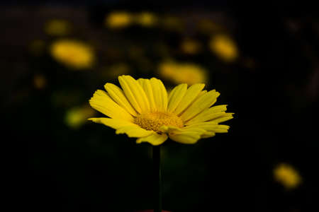 Yellow Mexican sunflower weed (Tithonia diversifolia). Flower of yellow petals with selective focus.の写真素材