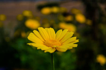 Yellow Mexican sunflower weed (Tithonia diversifolia). Flower of yellow petals with selective focus.の写真素材