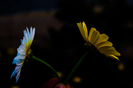 Yellow Mexican sunflower weed (Tithonia diversifolia). Flower of yellow petals with selective focus.の写真素材