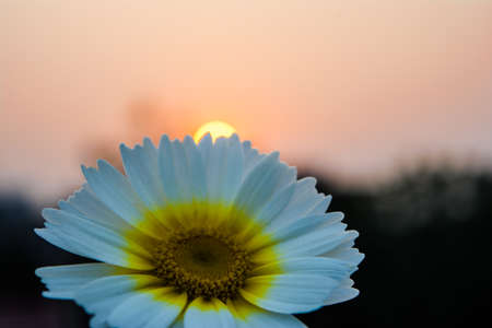 White Mexican sunflower weed (Tithonia diversifolia). Flower of yellow petals with selective focus.の写真素材