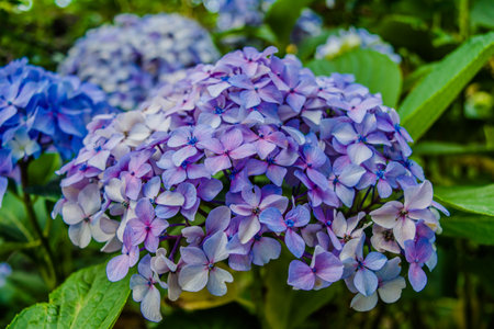 Blue Hydrangea or hortensia flowers (Hydrangea Macrophylla). Macro photo of hydrangea flower.