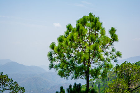 Beautiful Green Mountains and valleys of Lansdowne in the district of Garhwal, Uttarakhand. Lansdown...