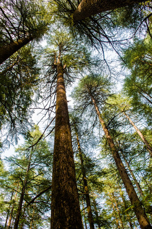 Deodar or Pine trees of Lansdowne Uttarakhand. A Scenic beauty in Lansdowne Uttrakhand.