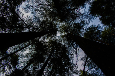 Deodar or Pine trees of Lansdowne Uttarakhand. A Scenic beauty in Lansdowne Uttrakhand.