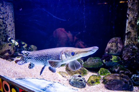 Alligator gar, Alligator Fish (Atractosteus spatula) swimming in the big aquarium. Aquarium Island...