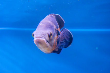 Oscar Fish swimming in the big aquarium. Aquarium Island CafÃ©, Bhimtal uttrakhand. Astronotus...