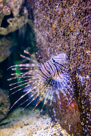 Canthigaster rostrata swimming in the big aquarium. Caribbean sharp-nose puffer. Pufferfish.