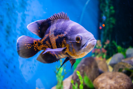 Oscar Fish swimming in the big aquarium. Aquarium Island CafÃ©, Bhimtal uttrakhand. Astronotus...