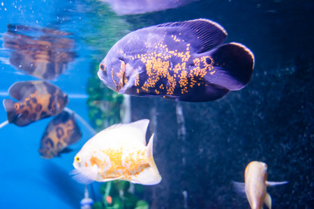 Oscar Fish swimming in the big aquarium. Aquarium Island CafÃ©, Bhimtal uttrakhand. Astronotus...