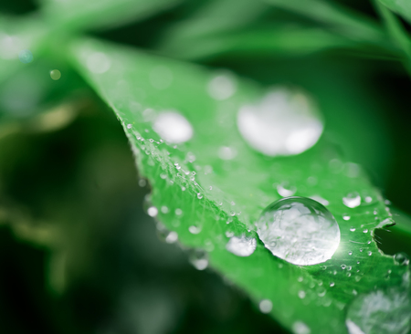 drops on a leaf in morning dew in the springの写真素材