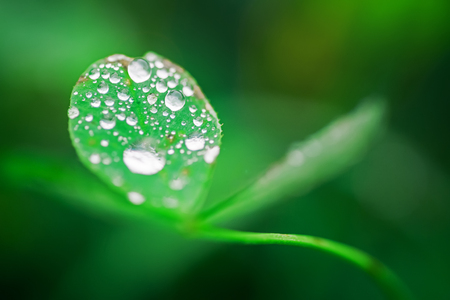 drops on a leaf in morning dew in the springの写真素材