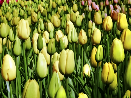 Tulips ready to bloom, Keukenhof, Hollandの写真素材
