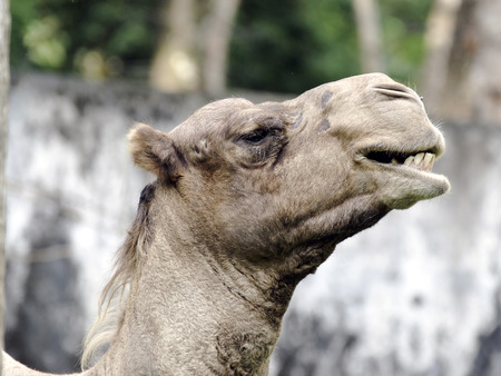 Camel eating head shot side viewの写真素材