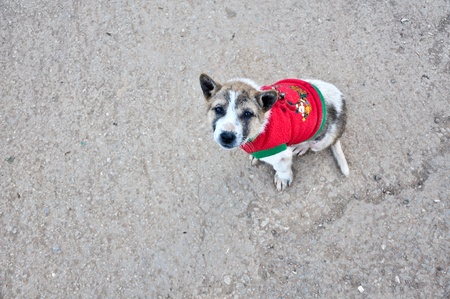 sadly dogの写真素材
