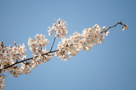 sakuraの写真素材