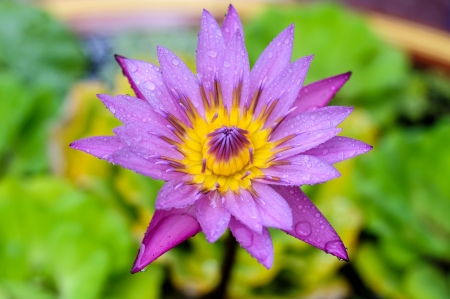 Lotus Blooming の写真素材