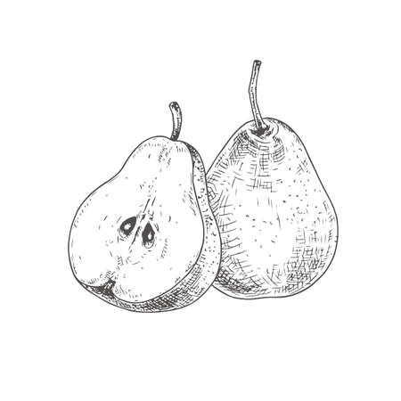Hand drawn fresh whole pear and cut in half. Vector illustration isolated on white background.のイラスト素材