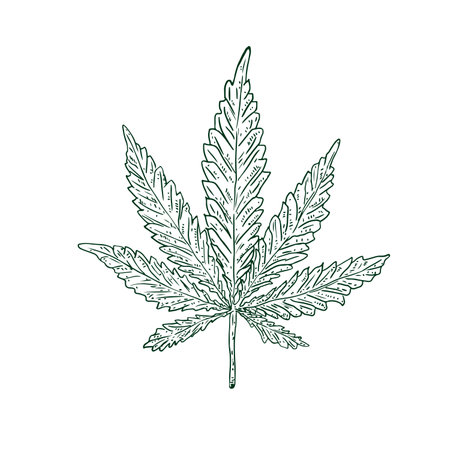 Hand drawn cannabis plant. Isolated sketch of marijuana twig. vector illustration.のイラスト素材