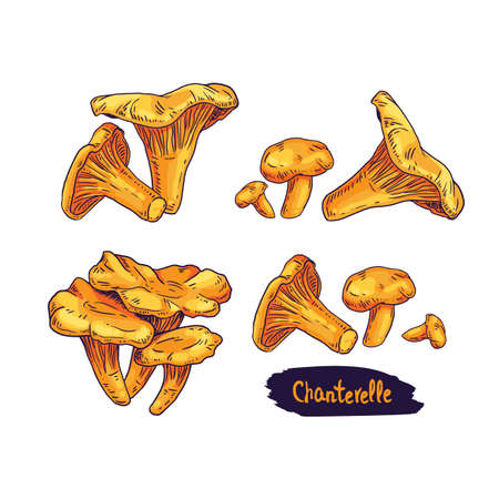 Hand drawn chanterelle mushroom. Isolated sketch on white background. vector illustration.のイラスト素材