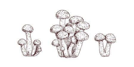 Hand drawn honey fungus. Isolated sketch on white background. vector illustration.のイラスト素材