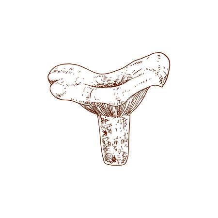 Hand drawn niscalo. Saffron Milk Cap mushroom. Isolated sketch on white background. vector illustration.のイラスト素材