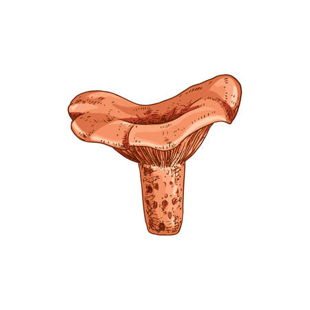 Hand drawn niscalo. Saffron Milk Cap mushroom. Isolated sketch on white background. vector illustration.のイラスト素材
