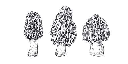 Hand drawn morel mushroom. Isolated sketch on white background. vector illustration.のイラスト素材