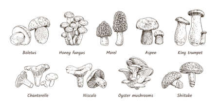 Hand drawn mushroom collection. 9 types of edible mushrooms. Boletus, Honey fungus, Morel, Aspen,...