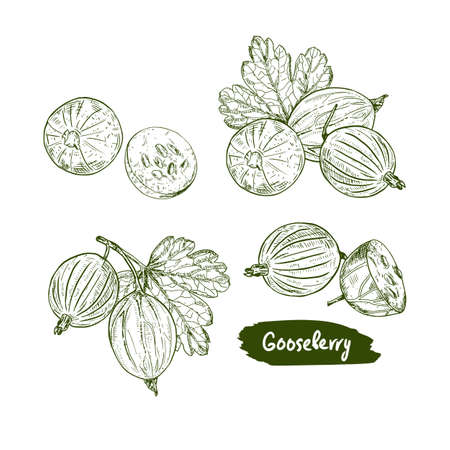 Gooseberry hand drawn vector illustration. Sketch berries and leaves drawing on white background.のイラスト素材