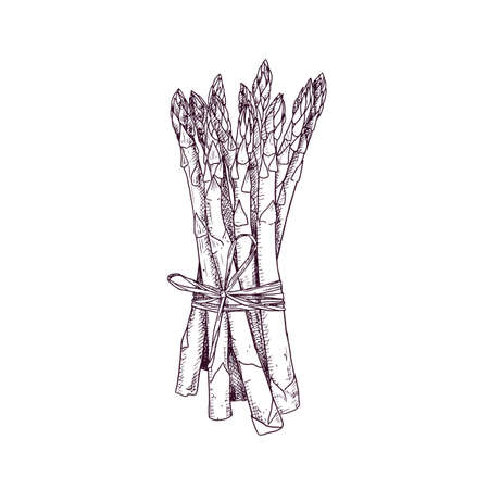 Hand drawn bunch of asparagus. Vector illustration isolated on white background.のイラスト素材