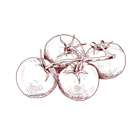 Hand drawn colorful tomatoes on a branch. Vector illustration isolated on white background.のイラスト素材