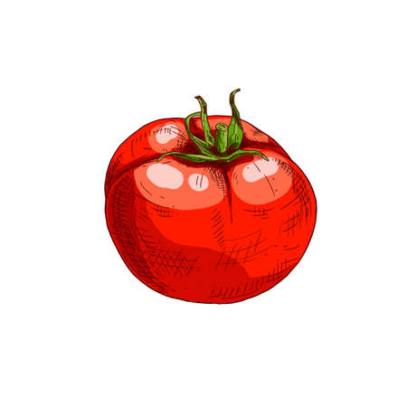 Hand drawn colorful red tomato. Vector illustration isolated on white background.のイラスト素材