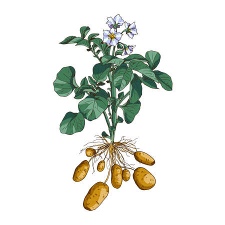 Hand drawn potato, plant and flowers. Vector illustration isolated on white background.のイラスト素材