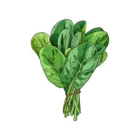 Hand drawn colorful spinach bunch. fresh leaves bunch. Vector illustration isolated on white background.のイラスト素材