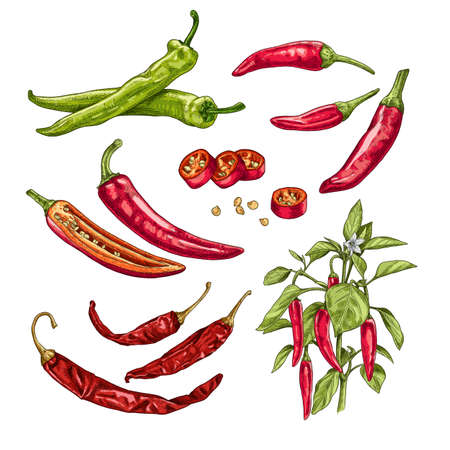 Hand drawn chili peppers. Set sketches with chili peppers on a branch with leaves and flower, whole and cut in half. Vector illustration isolated on white background.のイラスト素材