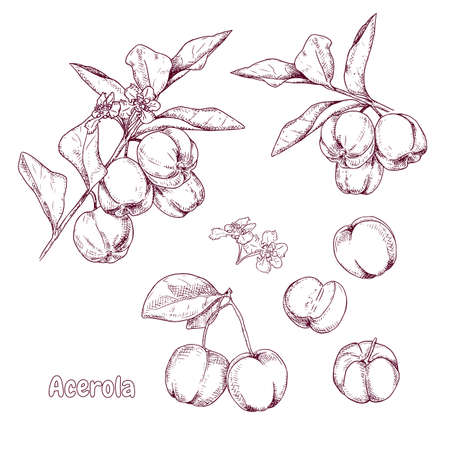 Hand drawn colorful acerola fruit on a branch and flower. Barbados cherry sketch. Vector illustration in retro style isolated on white background.のイラスト素材