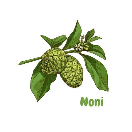 Hand drawn colorful noni branch. superfood. Vector illustration isolated on white background.のイラスト素材